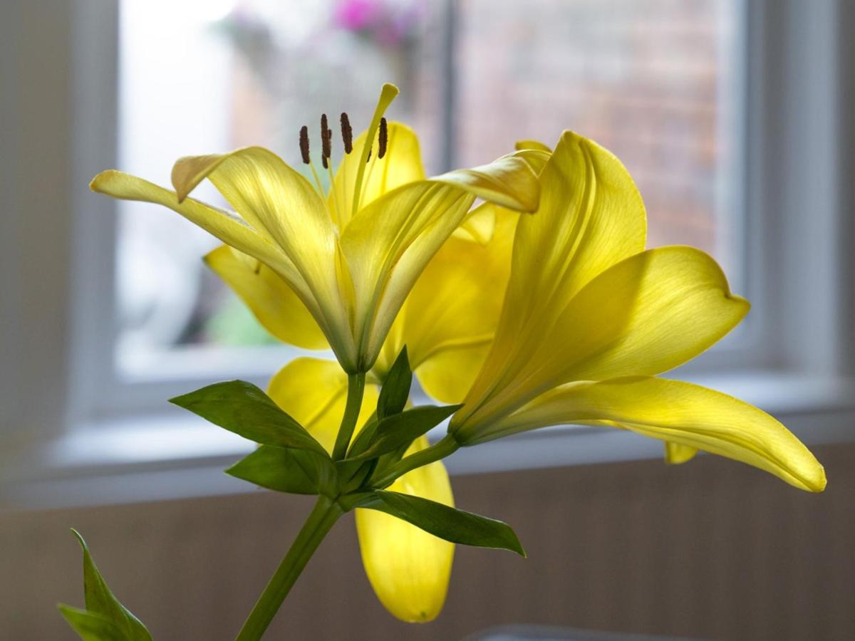 Villa Pass The Keys Wonderful 3Br Townhouse Top Location Cafes Belfast Exterior foto